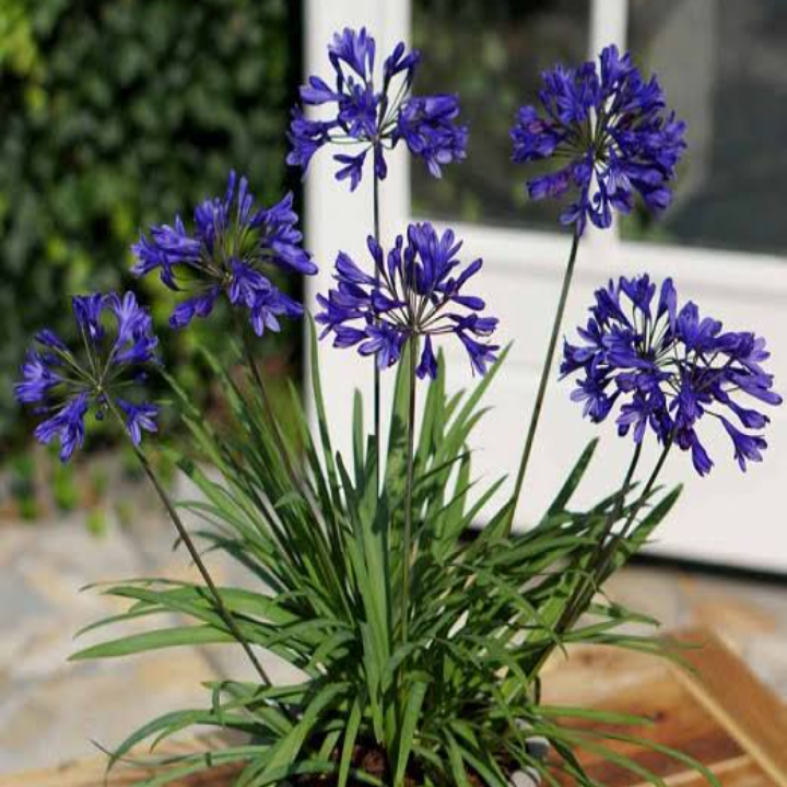 Agapanthus Donau