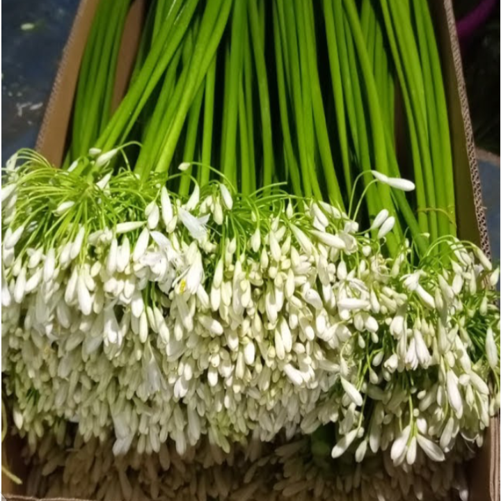 Agapanthus White