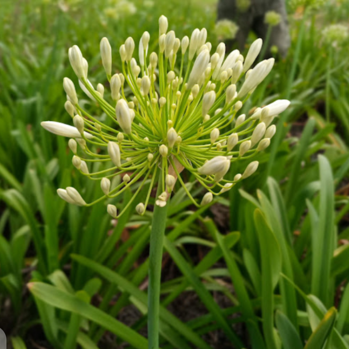 Agapanthus White