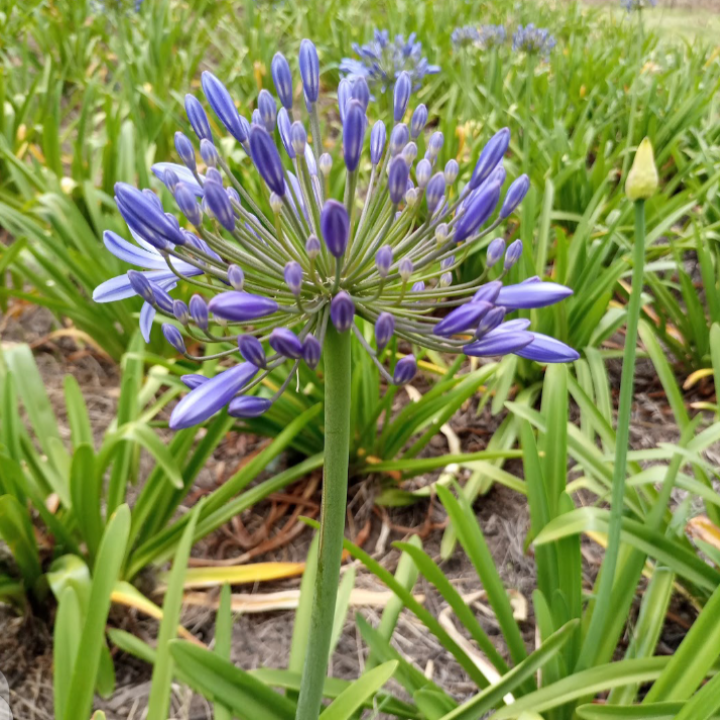 Agapanthus Sky Blue