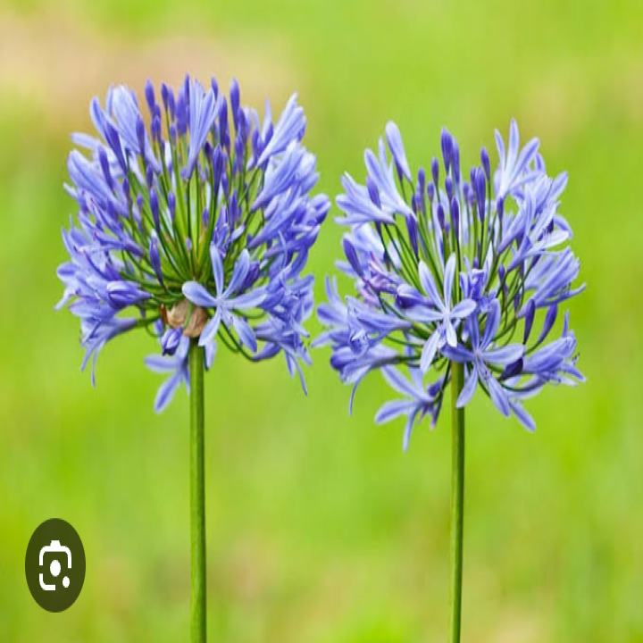 Agapanthus Sky Blue