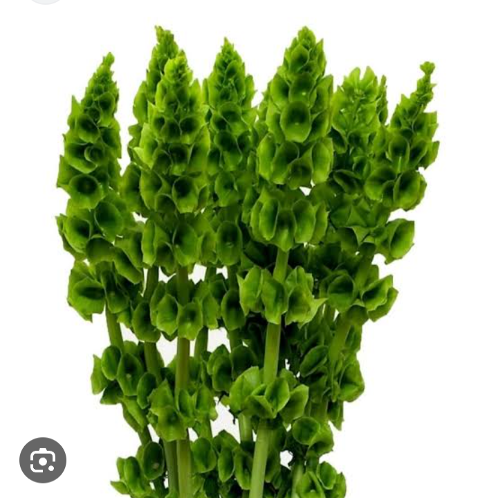 Moluccella