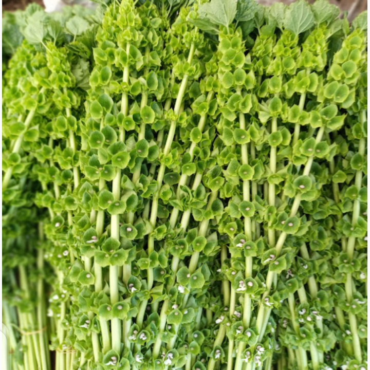 Moluccella