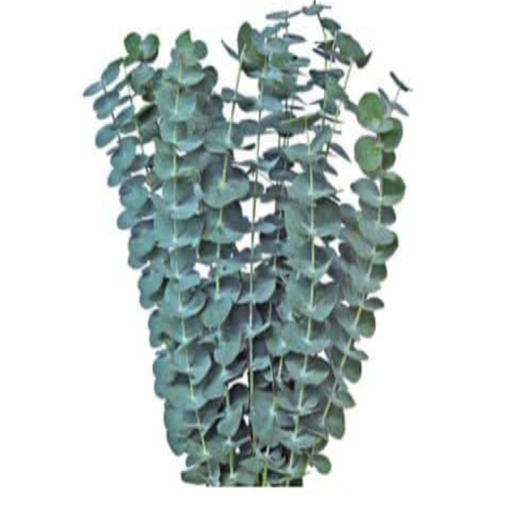 Eucalyptus Baby Blue