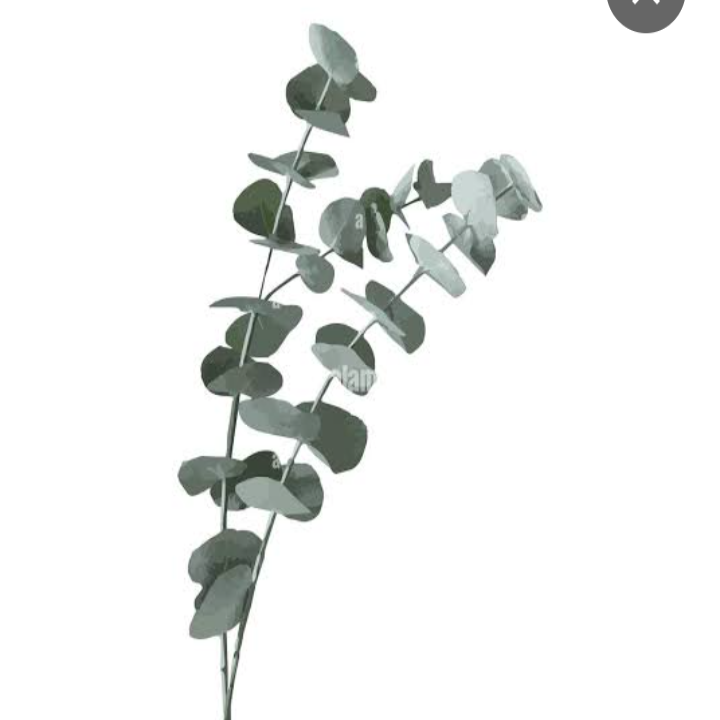 Eucalyptus  Silver Dollar