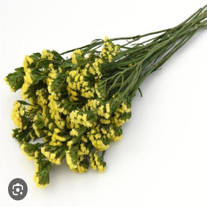 Limonium Statice yellow