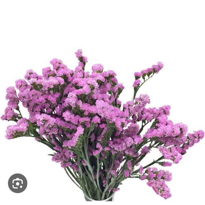 Limonium Statice [Pink]