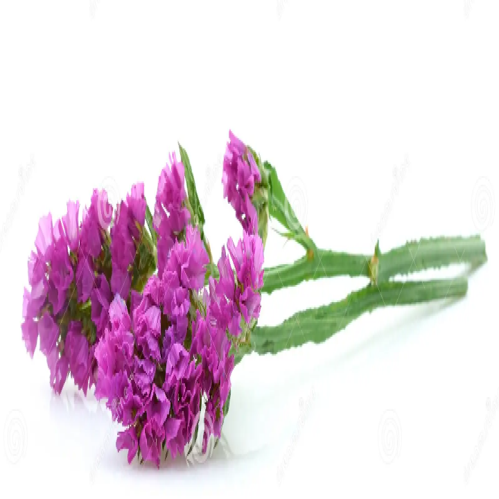 Limonium Statice [Pink]