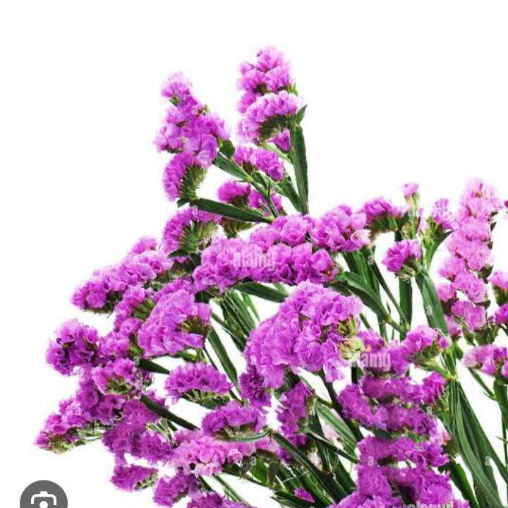 Limonium Statice [Pink]