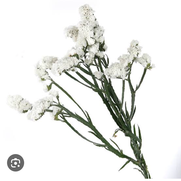 Limonium Statice [white]