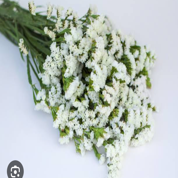 White Dried Statice Flowers White Limonium Bouquet White Statice