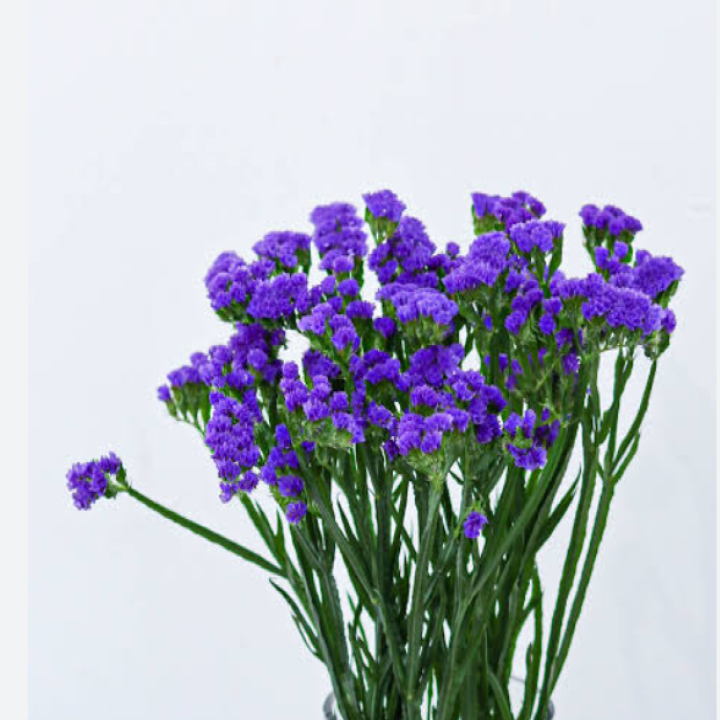 Limonium Statice [purple)]