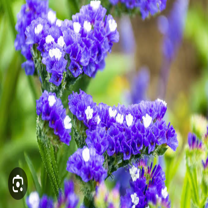 Limonium Statice [purple)]