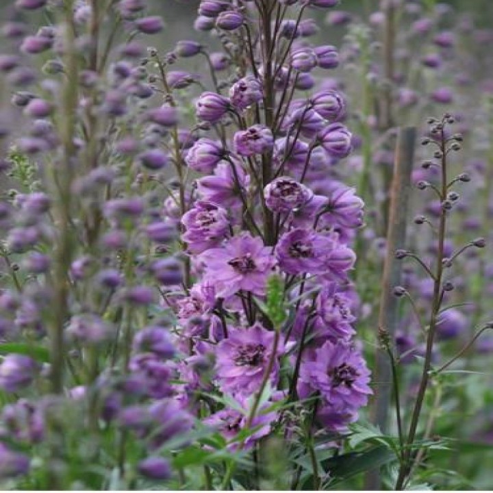 Delphinium [pink]