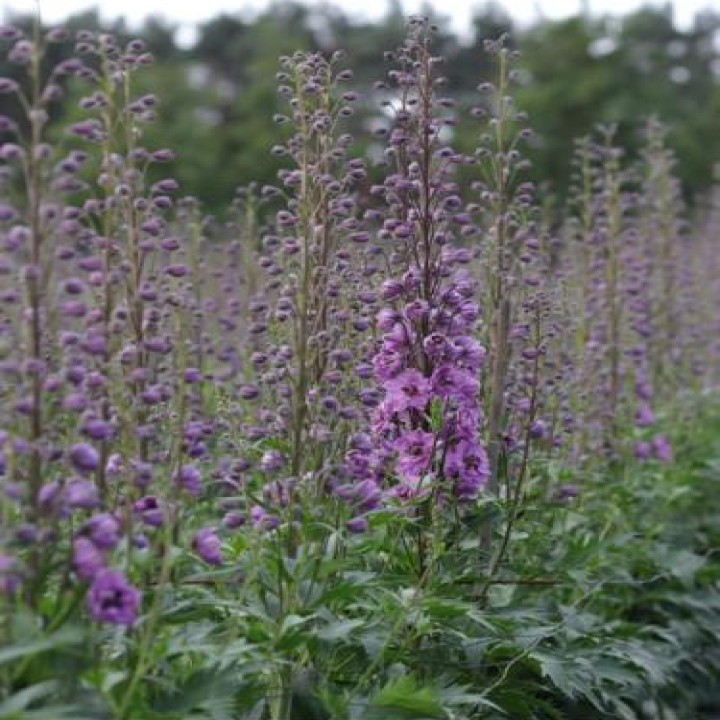 Delphinium [pink]