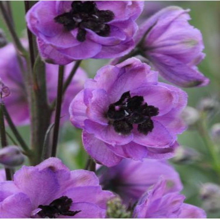 Delphinium [pink]