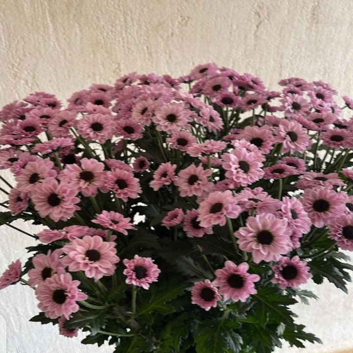 Crysanthemum