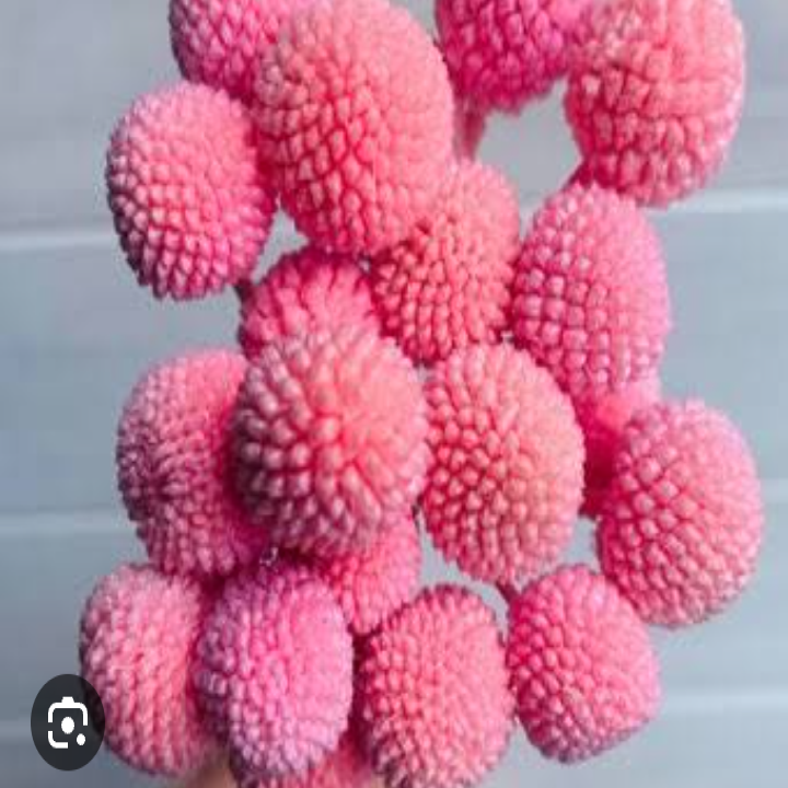 Craspedia globosa tinted [LIGHT PINK ]