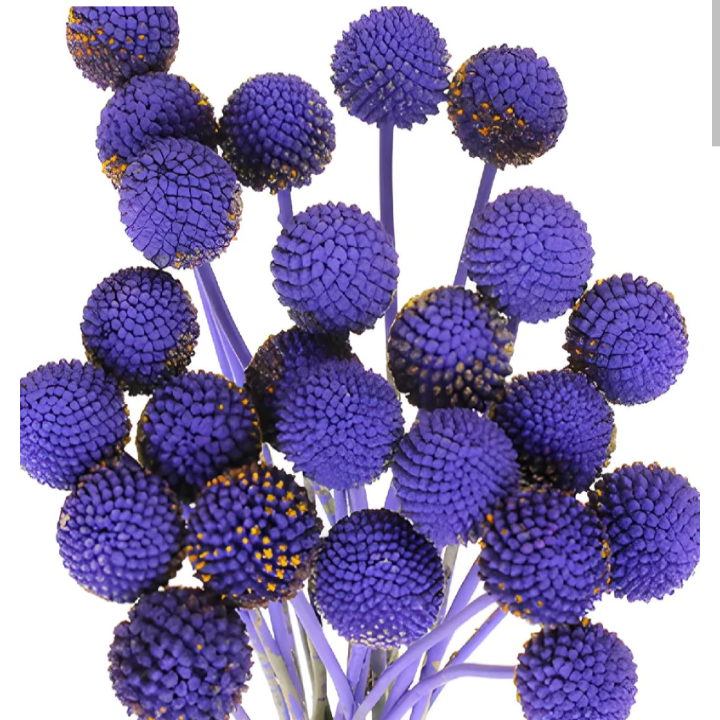 Craspedia globosa tinted [PURPLE]