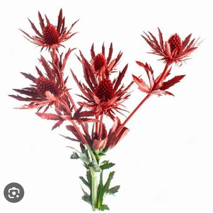 Eryngium  tinted [RED]