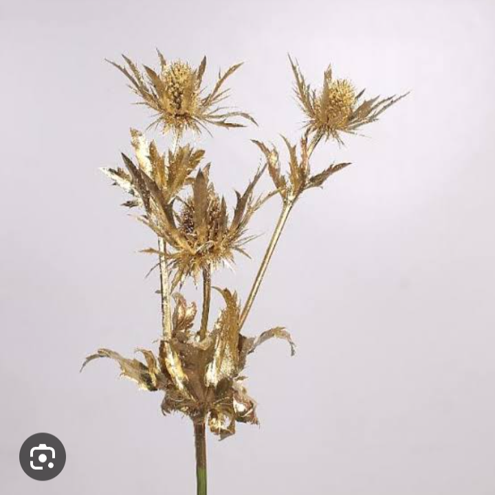 Eryngium tinted  [GOLD]