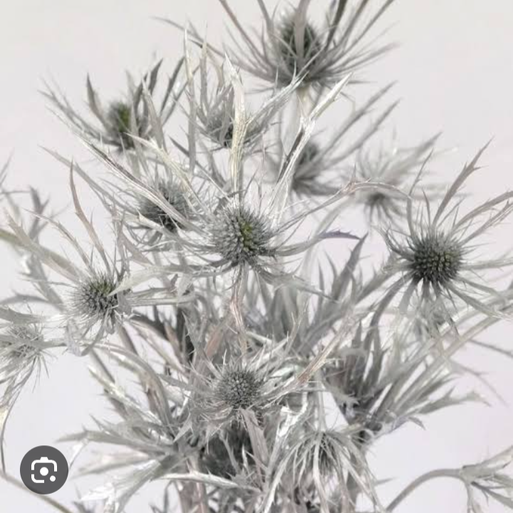 Eryngium  tinted [SILVER]