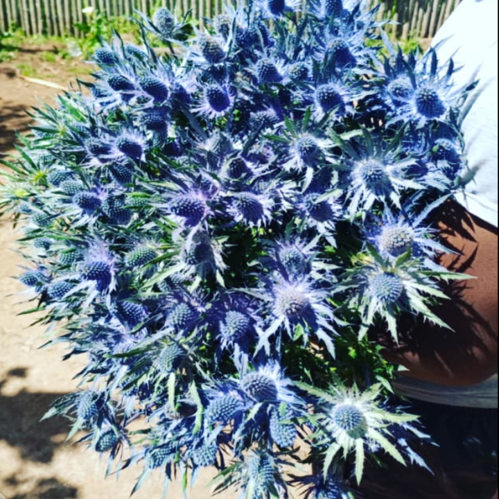 Eryngium blue lagoon