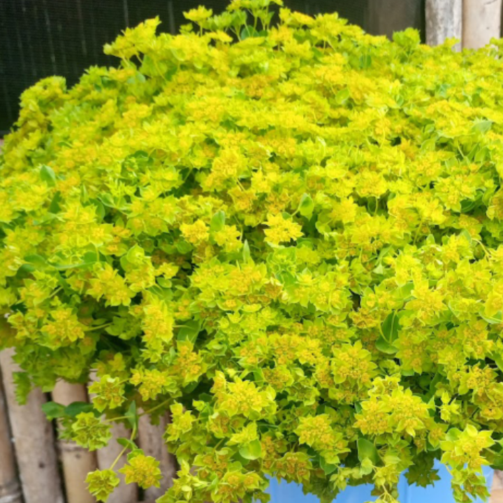 Bupleurum