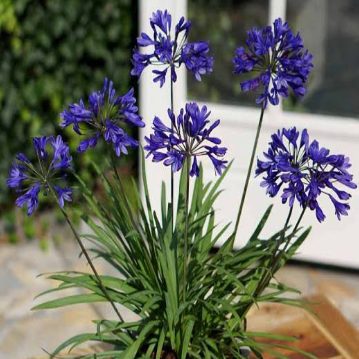 Agapanthus Donau